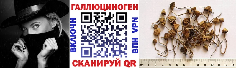 Галлюциногенные грибы Psilocybine cubensis купить закладку Острогожск