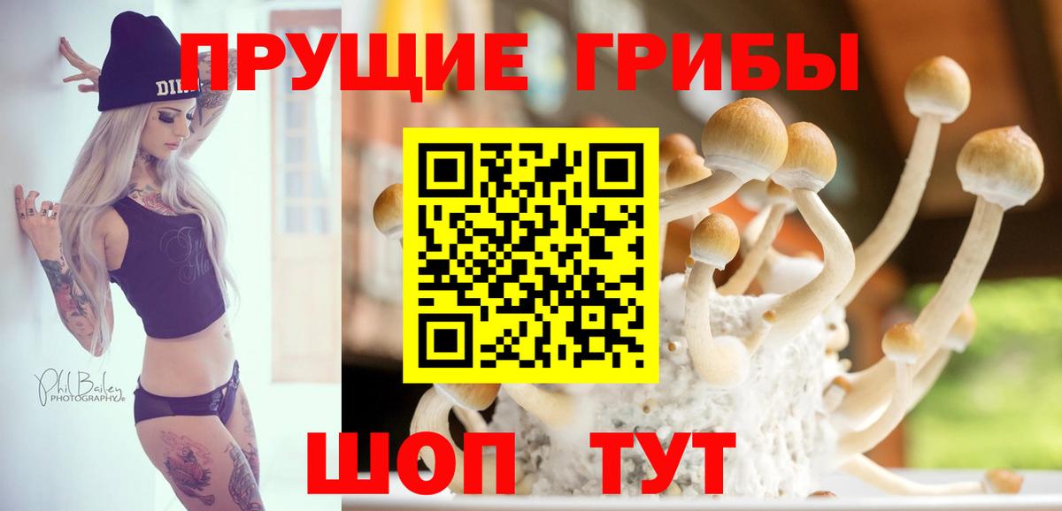 Галлюциногенные грибы Psilocybe Острогожск